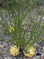 Petrophile longifolia