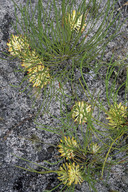 Petrophile longifolia