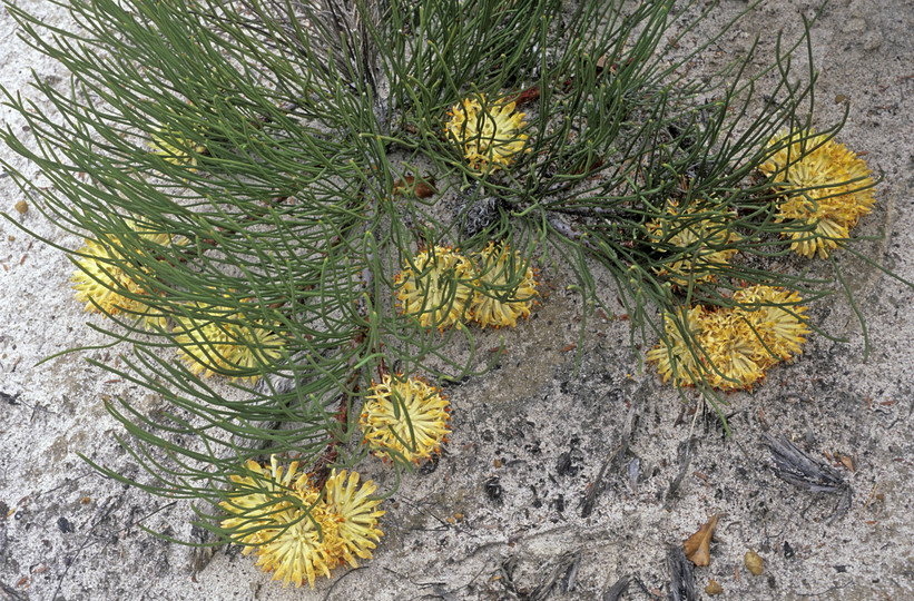 Petrophile longifolia