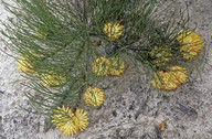 Petrophile longifolia