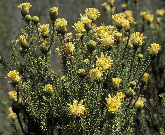 Petrophile ericifolia