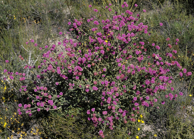 Phymatocarpus maxwellii