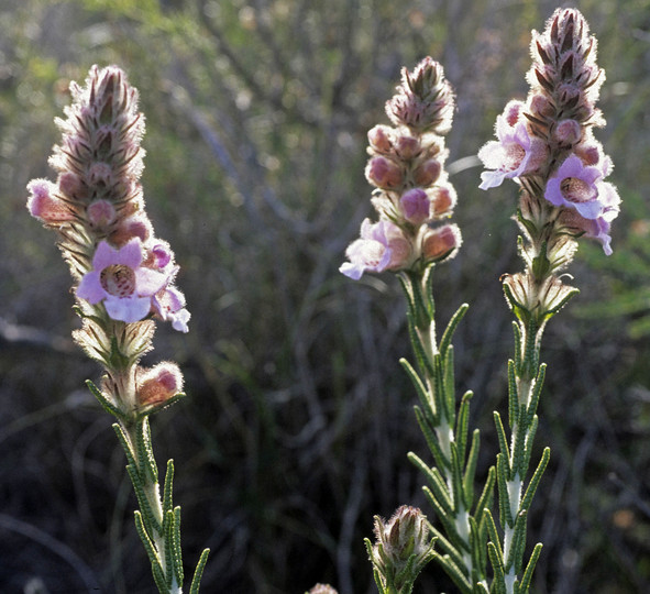 Pityrodia bartlingii