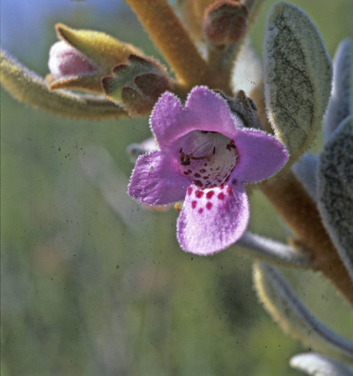 Pityrodia oldfieldii