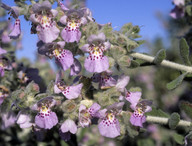 Pityrodia atriplicina