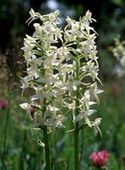 Platanthera bifolia