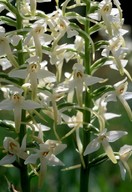 Platanthera bifolia