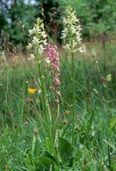 Platanthera bifolia