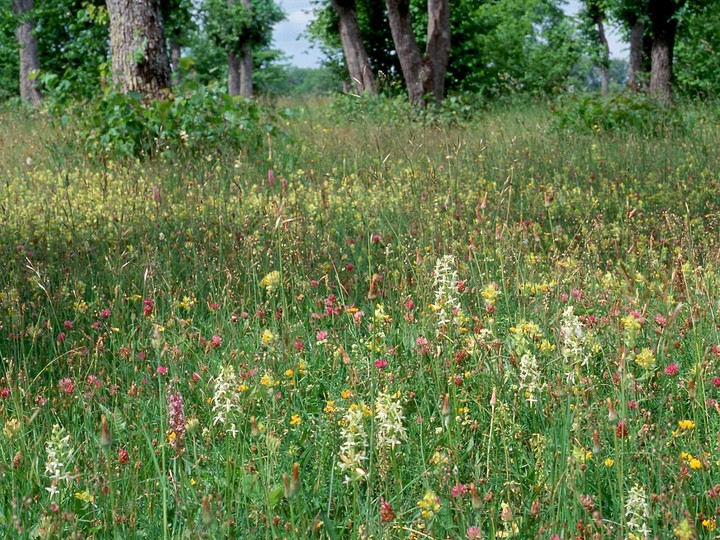 Platanthera bifolia