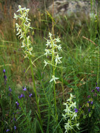 Platanthera bifolia ssp. latiflora