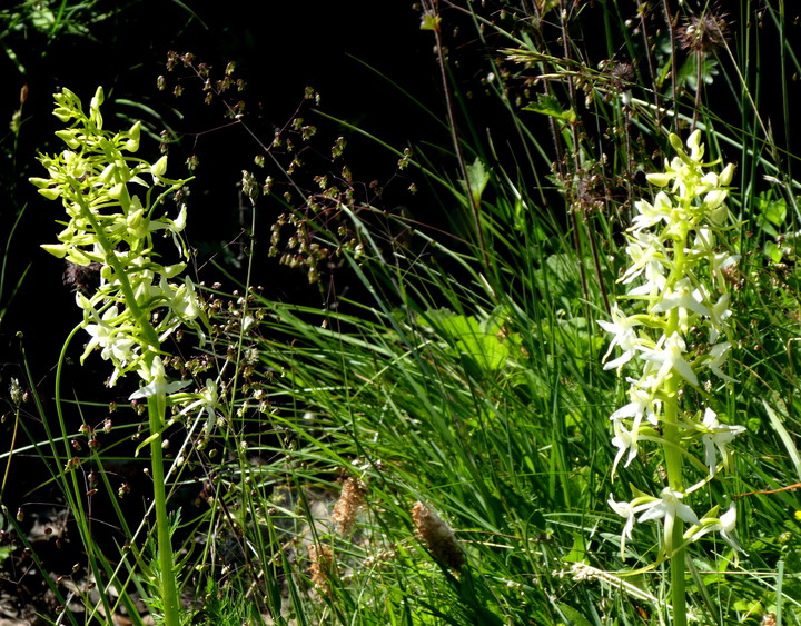 Platanthera bifolia ssp. latiflora