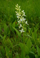 Platanthera bifolia ssp. bifolia