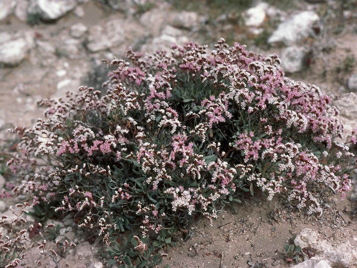 Limonium pectinatum