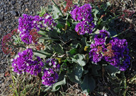 Limonium puberulum