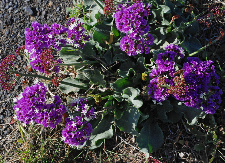 Limonium puberulum