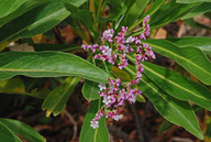 Limonium dendroides