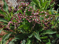 Limonium dendroides