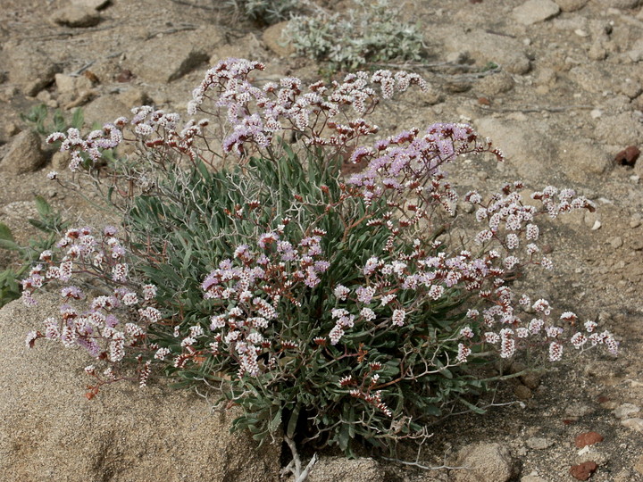 Limonium pectinatum