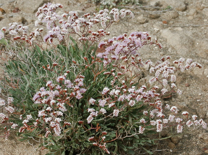 Limonium pectinatum