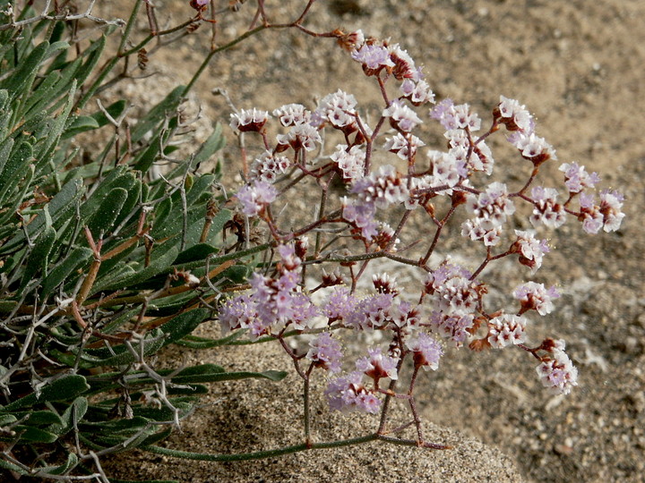 Limonium pectinatum