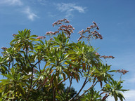 Limonium dendroides