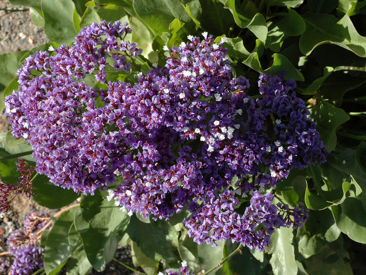 Limonium sp.