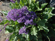 Limonium sp.