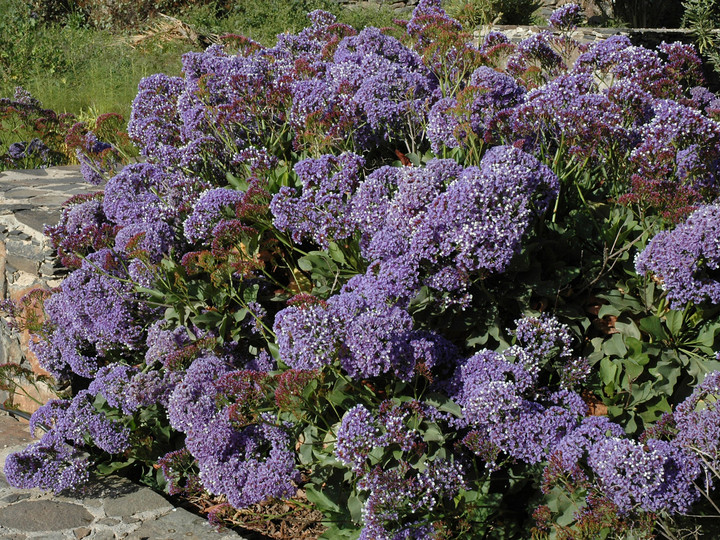 Limonium sp.