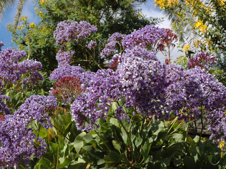 Limonium sp.