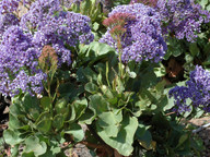 Limonium sp.