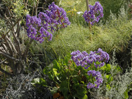 Limonium preauxii