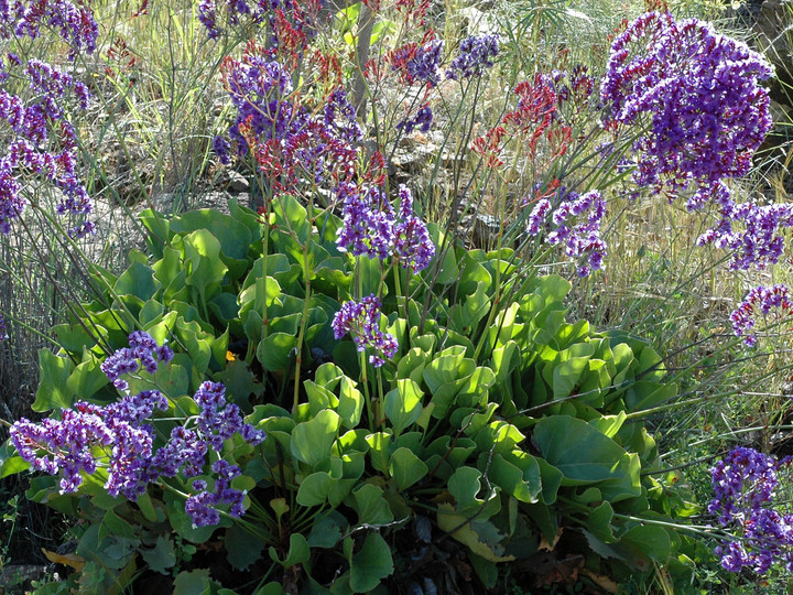 Limonium preauxii