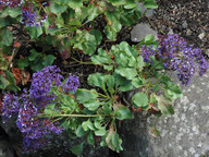 Limonium sventenii