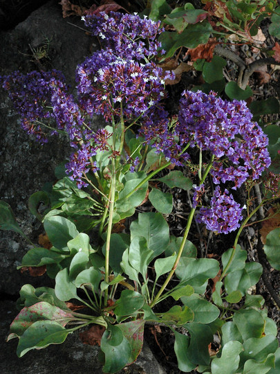 Limonium sventenii