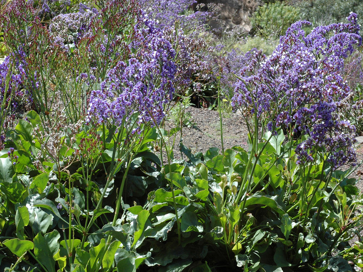 Limonium preauxii