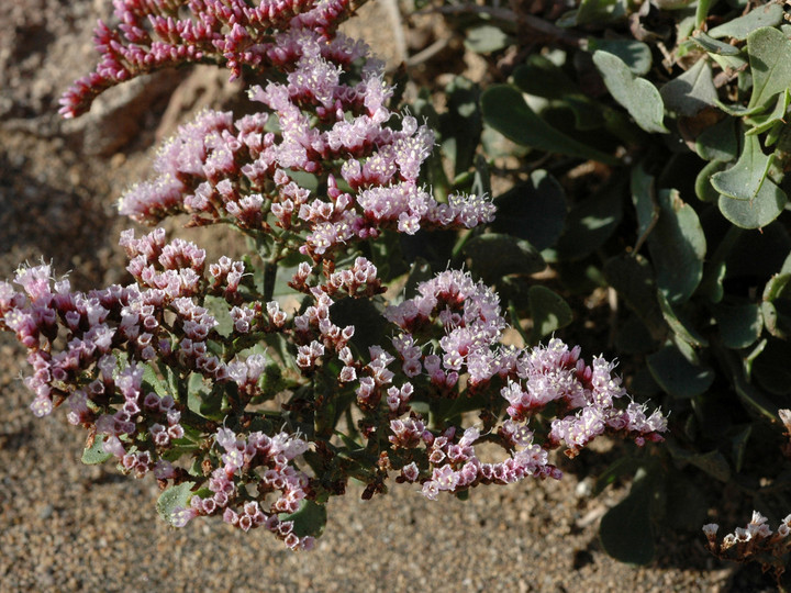 Limonium pectinatum