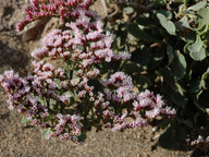 Limonium pectinatum