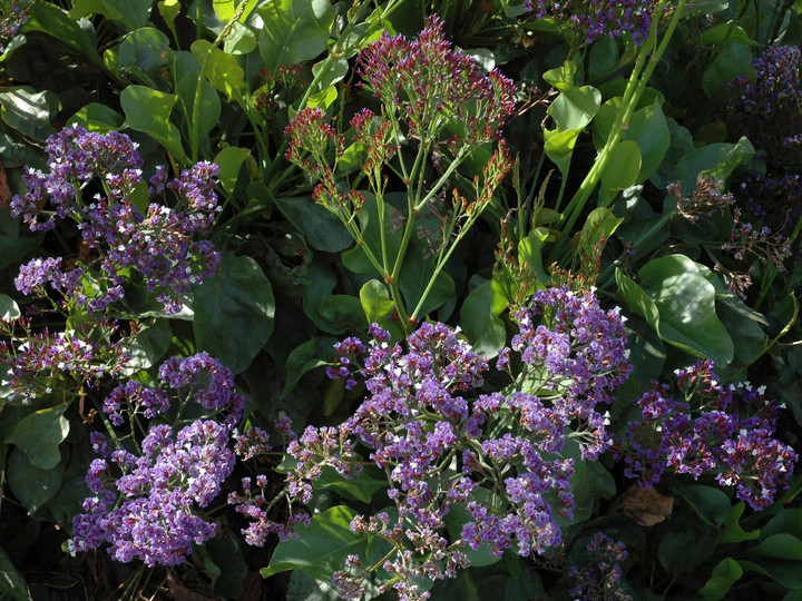 Limonium preauxii