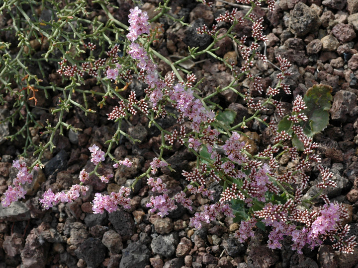 Limonium tuberculatum