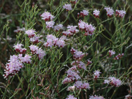 Limonium tuberculatum