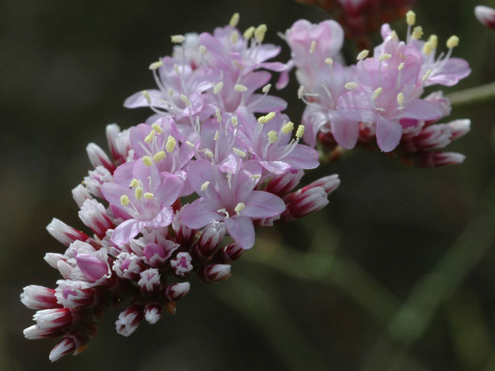 Limonium tuberculatum