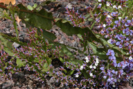 Limonium brassicifolium