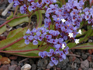 Limonium brassicifolium