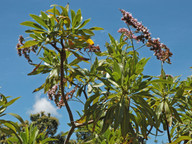 Limonium dendroides