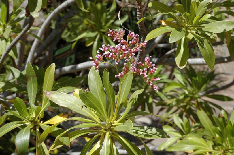 Limonium dendroides