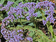 Limonium brassicifolium