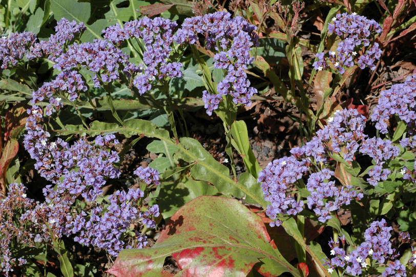 Limonium brassicifolium