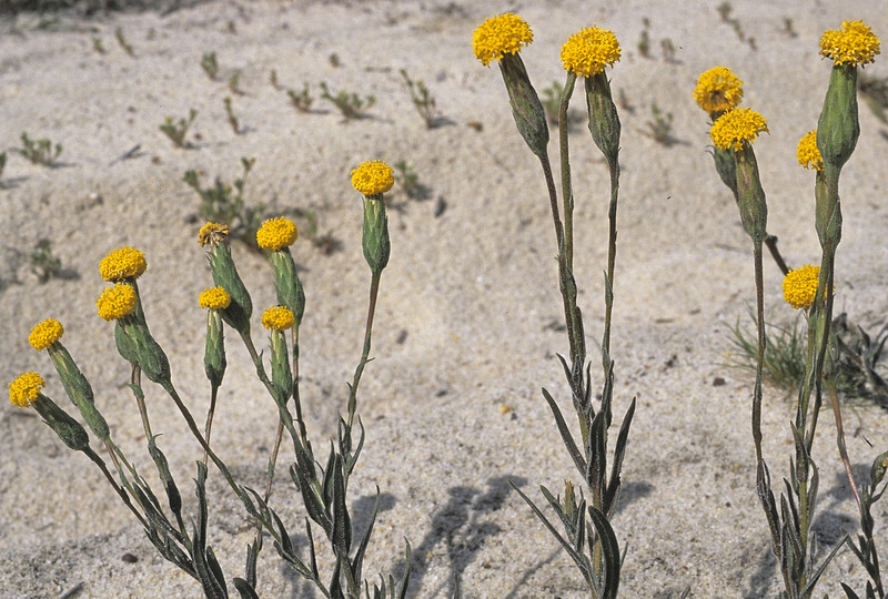 Podotheca gnaphaloides