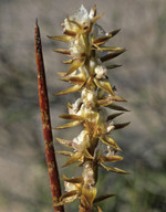 Prasophyllum elatum