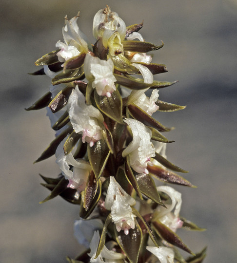 Prasophyllum elatum